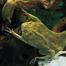 frogs_are_better