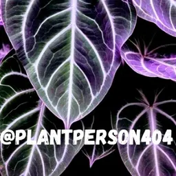 PlantPerson404