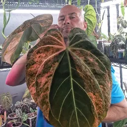 Aroidjungle