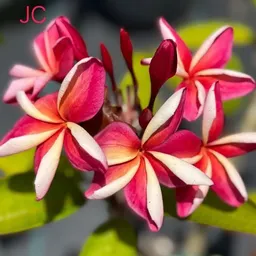 Just_One_More15