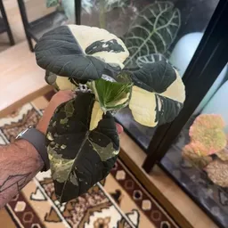 BloomRoom_LV