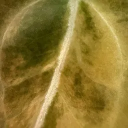 the_philodendron_den