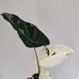 PSeed