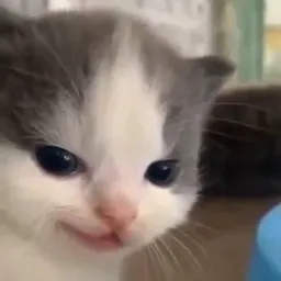 Chubibuni