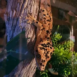 CrestedDragons