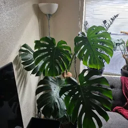 Adkinsplants
