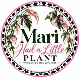 MariHadaLittlePlant