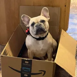 Frenchie_Mom