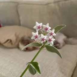 ruca.plants