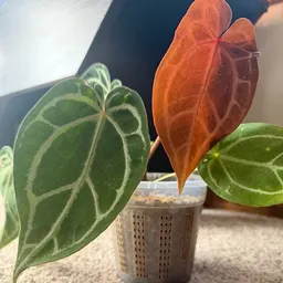 ForTheLoveOfPlants