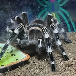 Arachnidlove