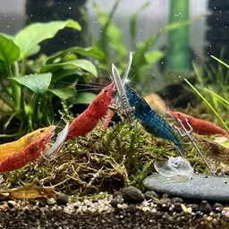 Mr.Feesh