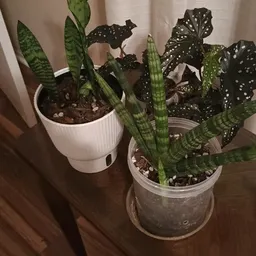PlantsareChozen2