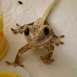kiseki.geckos