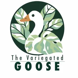 The_Variegated_Goose