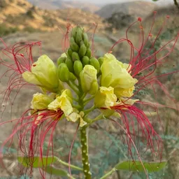 DesertDream