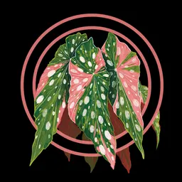 Nova_Botanical