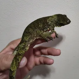 THEFIERYGECKO