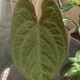 PlayingInMyPlants