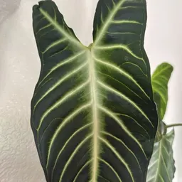 kind_river_frond28