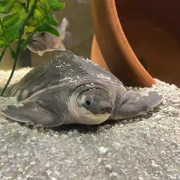 RhettsExoticPets