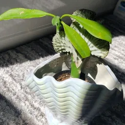 From.the.plant.side