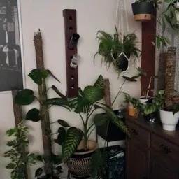 TENlovesplants