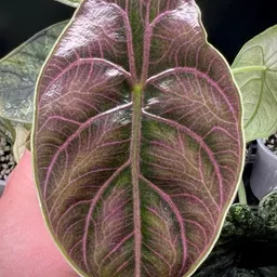 MoPlants_MoMagik