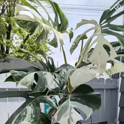 plantdaddy8199