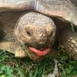 dangertortoise