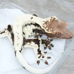 LickinLizards