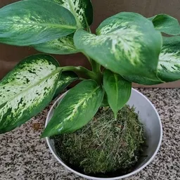 MinaEarth