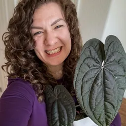 juliebooliehooliecoolie