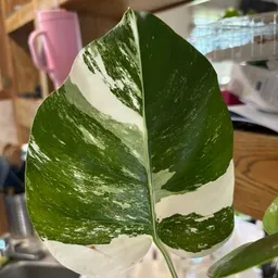 Nichole1995Plantlover
