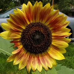 groovysunflowers