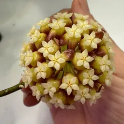 Plantzmama
