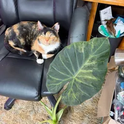 PlantDadJohn
