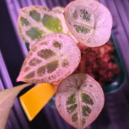 The_Teachers_Plant