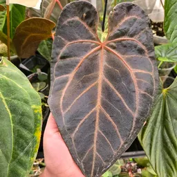 Rootitooti