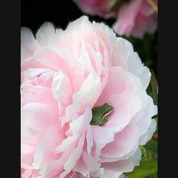 Kim626
