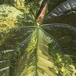 LeSaMi