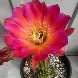 Cactus_love_87