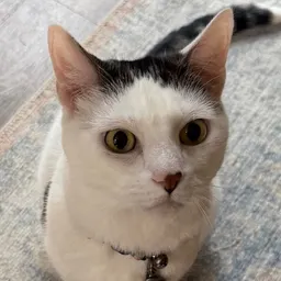 squeaky_beef