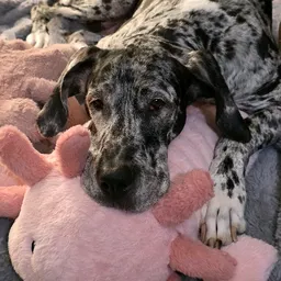 MyBFFisAGreatDane