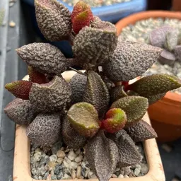 LivingArtSucculents