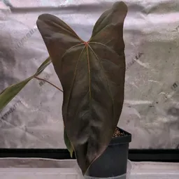 DarkLeafFan