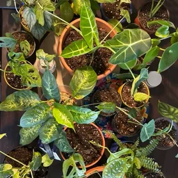 LeafTheWorldBehind