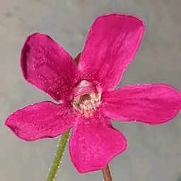 Plant_Ban_Who