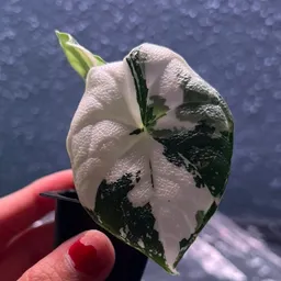 LeafyDays