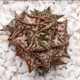 Aloe_Addicted